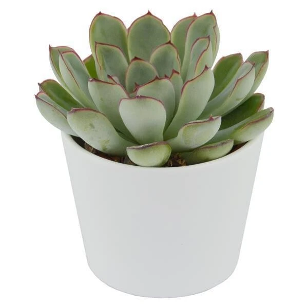 Echeveria Pulidonis - 6cm 5 Echeveria Pulidonis - 6cm - Image 3