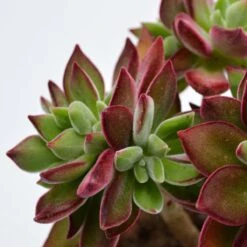 Echeveria Pulvinata Devotion - 10,5cm -Gartenbedarf Verkäufe 2024 echeveria pulvinata devotion 10cm3