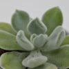 Echeveria Pulvinata Frosty - 5,5cm -Gartenbedarf Verkäufe 2024 echeveria pulvinata frosty 5cm