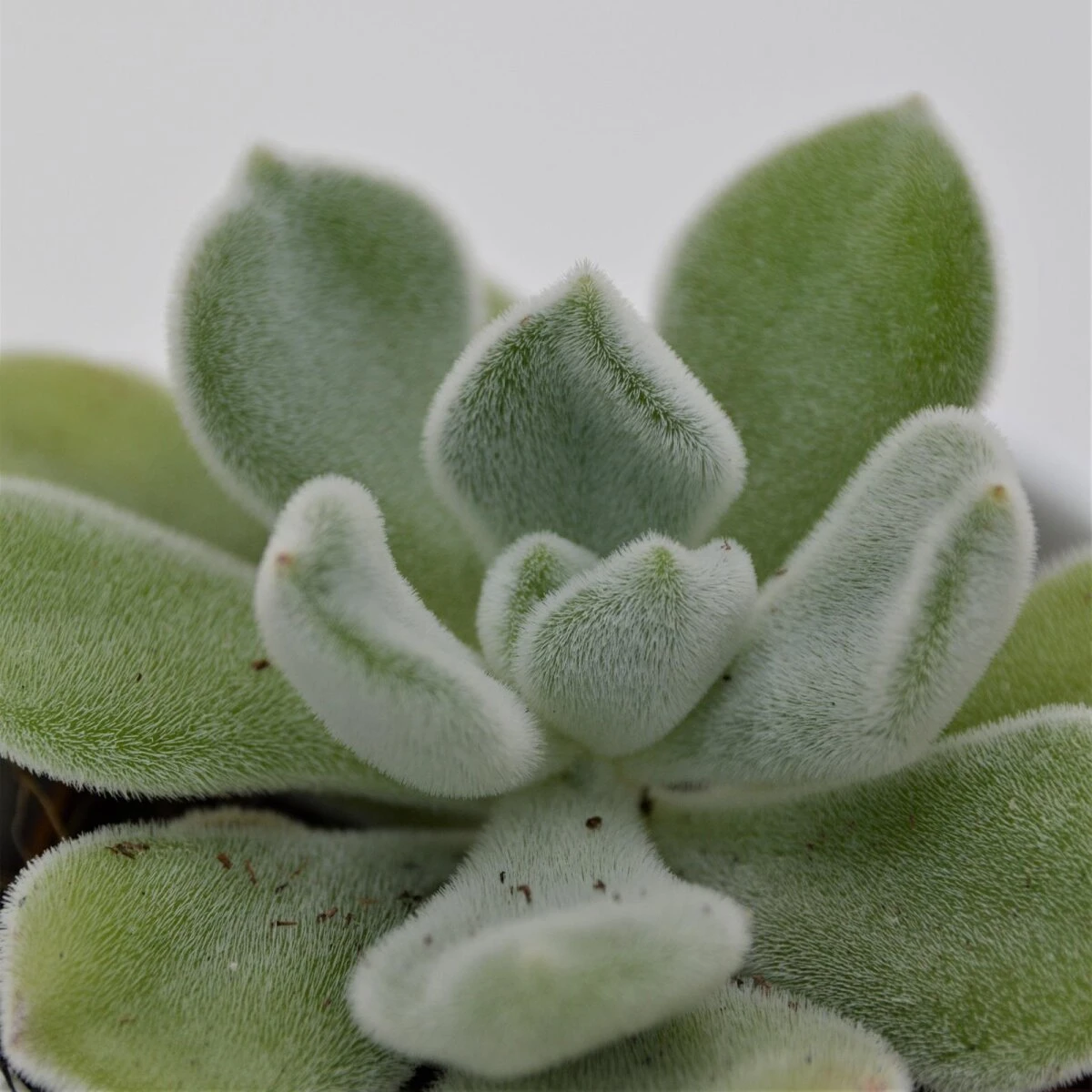 Echeveria Pulvinata Frosty - 5,5cm 3 Echeveria Pulvinata Frosty - 5,5cm