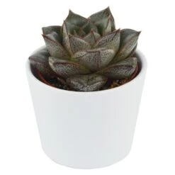 Echeveria Purpusorum Dionysos - 6cm -Gartenbedarf Verkäufe 2024 echeveria purpusorum dionysos 6cm3