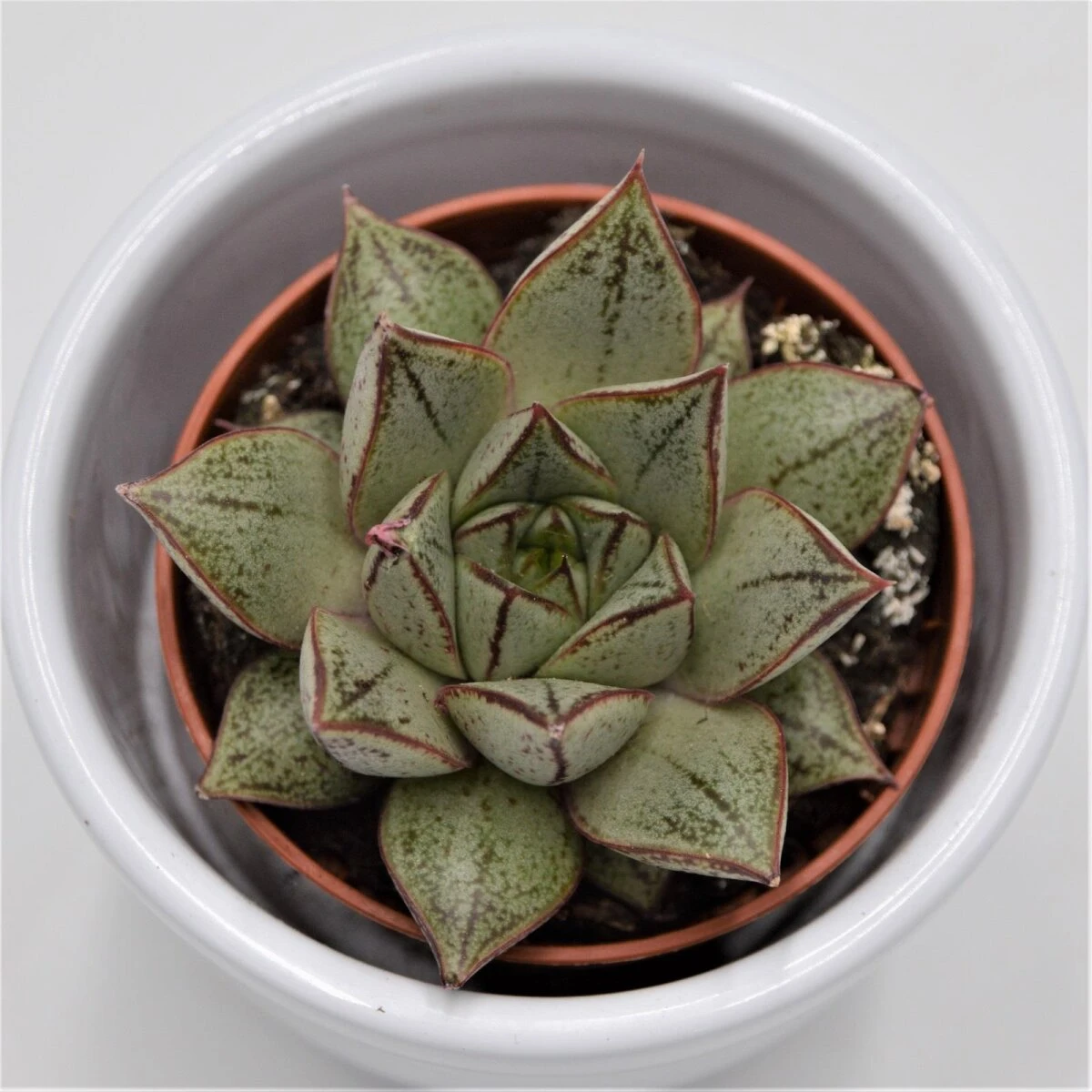 Echeveria Purpusorum White Form - 5,5cm 3 Echeveria Purpusorum White Form - 5,5cm
