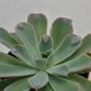 Echeveria Raindrop - 9cm