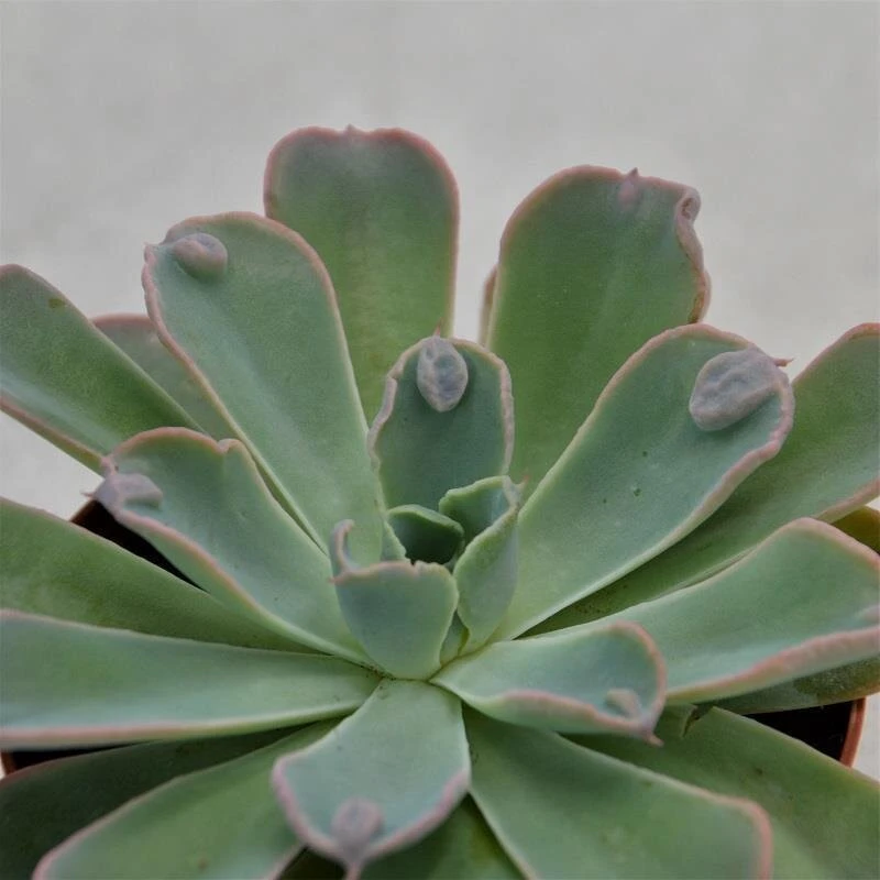 Echeveria Raindrop - 9cm 3 Echeveria Raindrop - 9cm