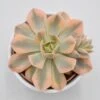 Echeveria Runyonii F. Variegata - 10,5cm -Gartenbedarf Verkäufe 2024 echeveria runyonii f variegata 10cm2