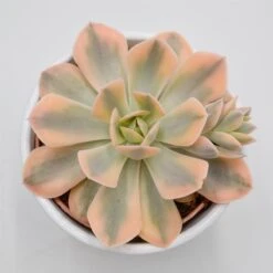 Echeveria Runyonii F. Variegata - 10,5cm