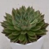 Echeveria Sagita - 10,5cm