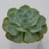 Echeveria Secunda - 12cm 2 Echeveria Secunda - 12cm -Gartenbedarf Verkäufe 2024 echeveria secunda 12cm