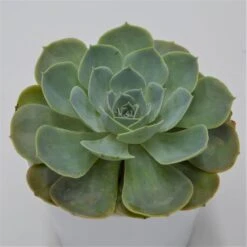 Echeveria Secunda - 12cm