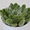 Echeveria Setosa - 12cm 1 Echeveria Setosa - 12cm -Gartenbedarf Verkäufe 2024 echeveria setosa 12cm