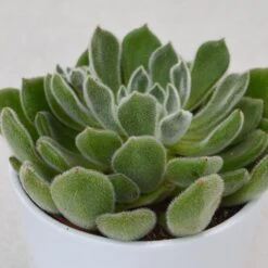Echeveria Setosa - 12cm