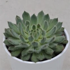Echeveria Setosa Var. Deminuta - 12cm