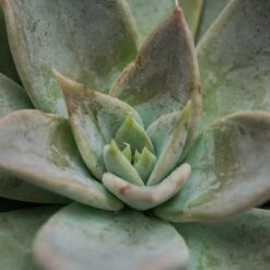 Echeveria Silver Queen - 8,5cm 8 Echeveria Silver Queen - 8,5cm -Gartenbedarf Verkäufe 2024 echeveria silver queen 8cm