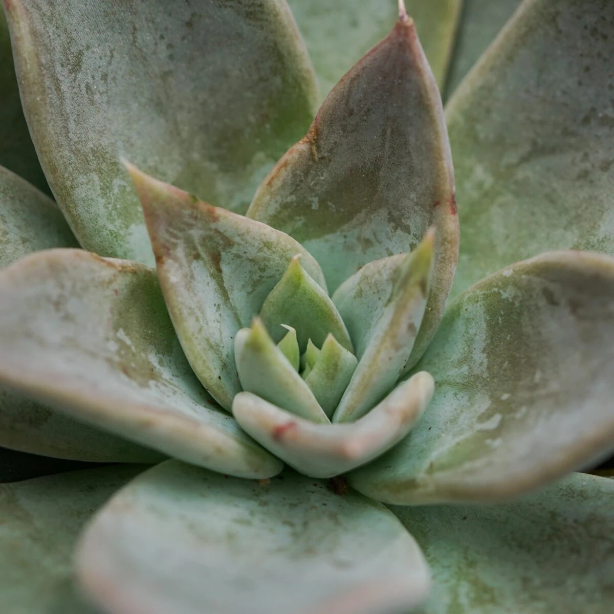 Echeveria Silver Queen - 8,5cm 5 Echeveria Silver Queen - 8,5cm - Image 3