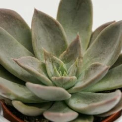 Echeveria Silver Queen - 8,5cm 9 Echeveria Silver Queen - 8,5cm -Gartenbedarf Verkäufe 2024 echeveria silver queen 8cm3