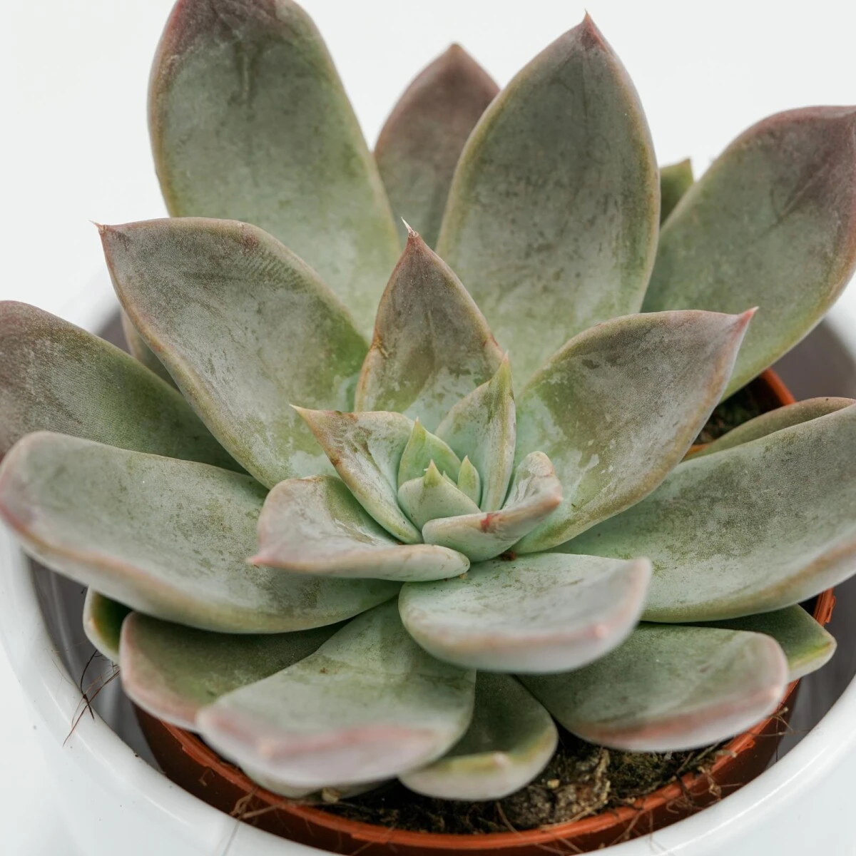 Echeveria Silver Queen - 8,5cm 4 Echeveria Silver Queen - 8,5cm - Image 2