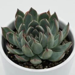 Echeveria Subalpina - 9cm -Gartenbedarf Verkäufe 2024 echeveria subalpina 9cm