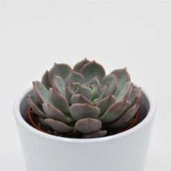 Echeveria Subcorymbosa Lau 026 - 8,5cm