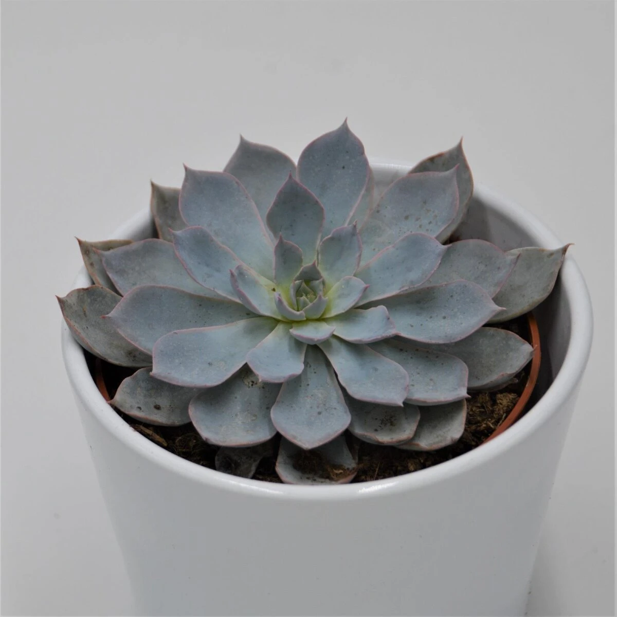Echeveria Subessilis - 10,5cm 3 Echeveria Subessilis - 10,5cm