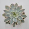 Echeveria Subessilis F. Variegata - 10,5cm