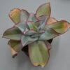 Echeveria Subrigida - 12cm