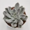 Echeveria Thriller Pearl - 12cm