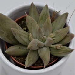 Echeveria Tolimanensis - 5,5cm -Gartenbedarf Verkäufe 2024 echeveria tolimanensis 5cm