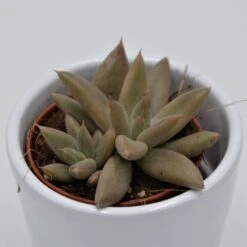 Echeveria Tolimanensis - 5,5cm -Gartenbedarf Verkäufe 2024 echeveria tolimanensis 5cm2