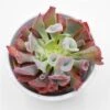 Echeveria Trumpet Pinky Short - 8,5cm