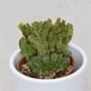 Euphorbia Enopla F. Cristata Coral - 5,5cm 2 Euphorbia Enopla F. Cristata Coral - 5,5cm -Gartenbedarf Verkäufe 2024 euphorbia enopla f cristata coral 5cm