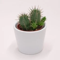 Gartenbedarf Verkäufe 2024 -Gartenbedarf Verkäufe 2024 euphorbia ferox 5cm3