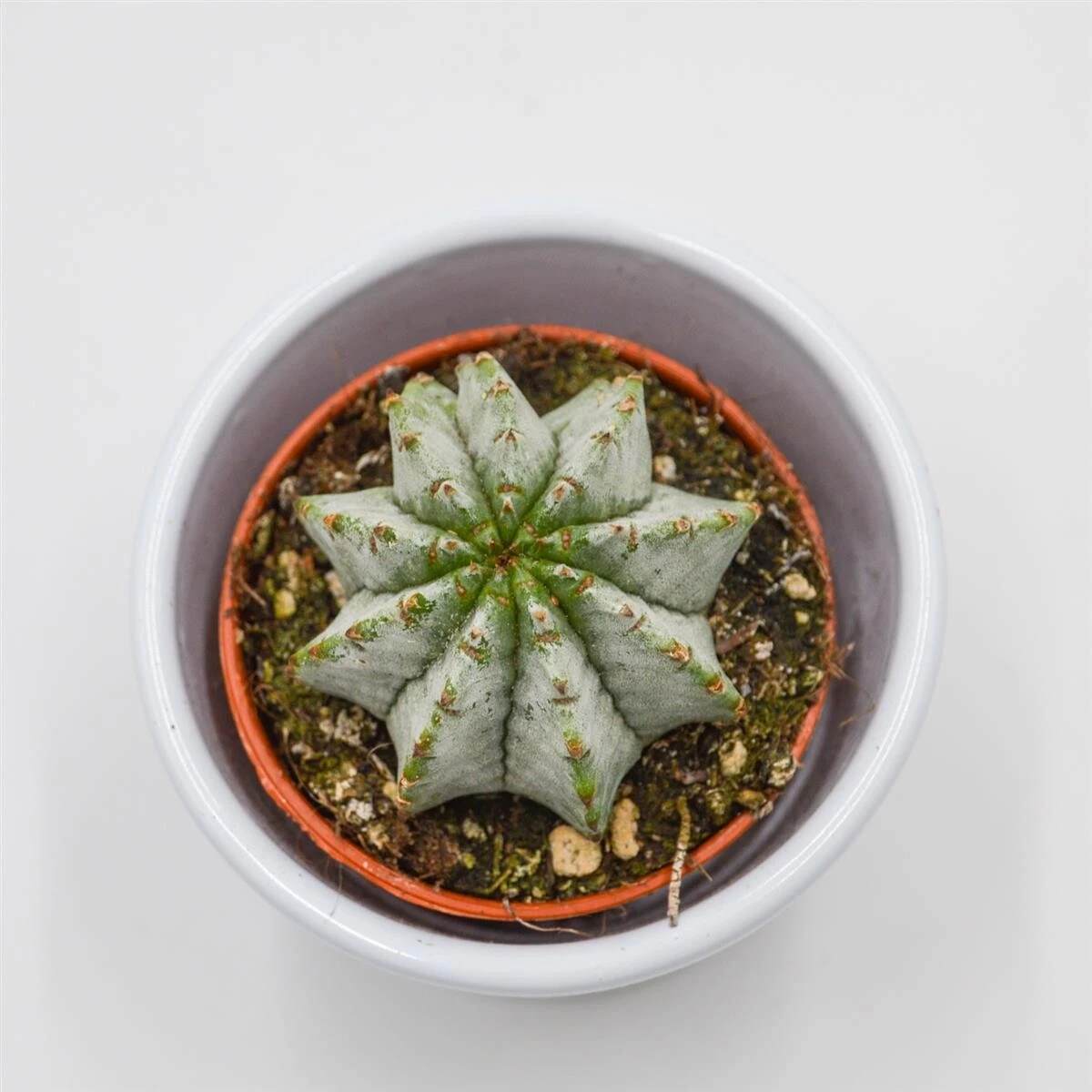 Euphorbia Horrida V. Striata Alba - 5,5cm 3 Euphorbia Horrida V. Striata Alba - 5,5cm