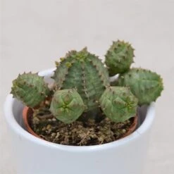 Euphorbia Obesa Monstruoza - 5,5cm