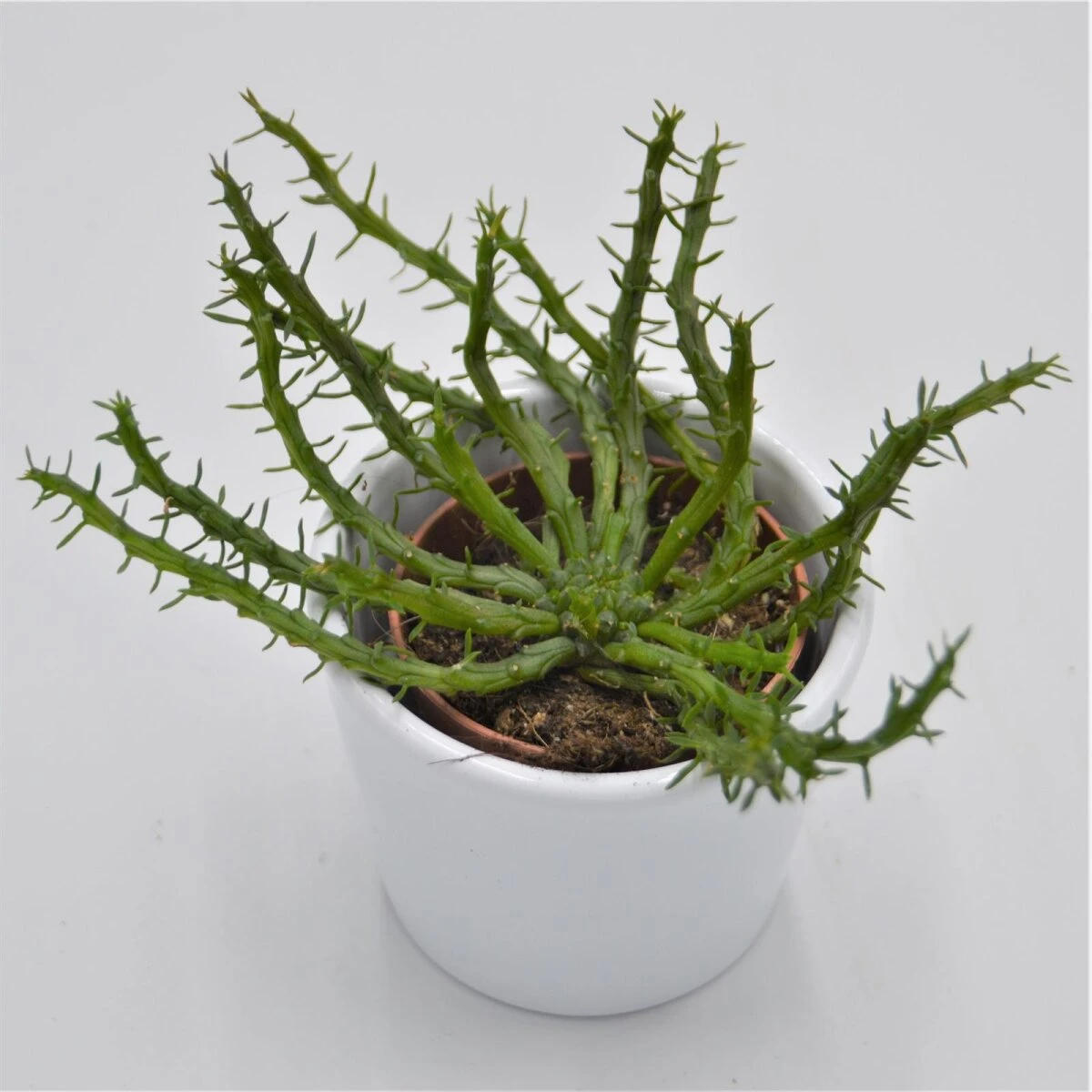 Euphorbia Pugniformis - 5,5cm 3 Euphorbia Pugniformis - 5,5cm