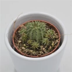 Euphorbia Susannae - 5,5cm