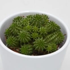 Euphorbia Susannae - 8,5cm