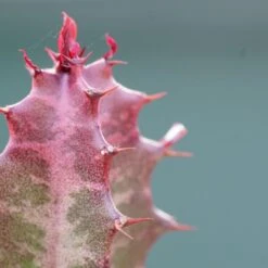 Euphorbia Trigona Rubra - 5,5cm -Gartenbedarf Verkäufe 2024 euphorbia trigona rubra 5cm3