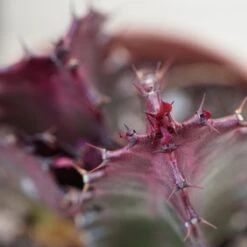 Euphorbia Trigona Rubra - 5,5cm -Gartenbedarf Verkäufe 2024 euphorbia trigona rubra 5cm5