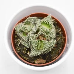 FaucariaMonster - 8,5cm -Gartenbedarf Verkäufe 2024 faucaria monster 8cm