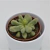 Glottiphyllum Nelii - 8,5cm