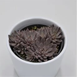 Graptopetalum Rusbyi - 8,5cm
