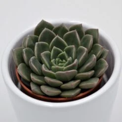 Graptopetalum Vega - 5,5cm -Gartenbedarf Verkäufe 2024 graptopetalum vega 5cm