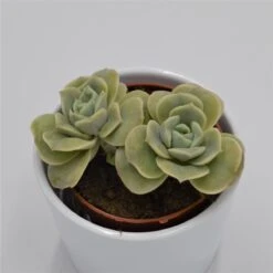 X Graptoveria Lovely Rose - 8,5cm -Gartenbedarf Verkäufe 2024 graptoveria lovely rose3