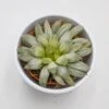 Haworthia Cooperi F. Variegata - 10,5cm