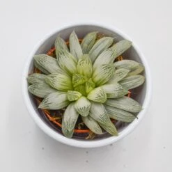 Haworthia Cooperi F. Variegata - 10,5cm