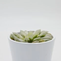 Haworthia Cooperi F. Variegata - 8,5cm