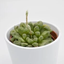 Haworthia Cooperi Var. Obtusa - 10,5cm 5 Haworthia Cooperi Var. Obtusa - 10,5cm -Gartenbedarf Verkäufe 2024 haworthia cooperi var obtusa 10cm