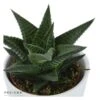 Haworthia Limifolia - 6cm -Gartenbedarf Verkäufe 2024 haworthia limifolia 6cm