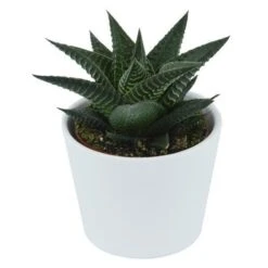 Haworthia Limifolia - 6cm -Gartenbedarf Verkäufe 2024 haworthia limifolia 6cm3