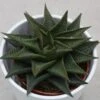 Haworthia Limifolia Twister - 8,5cm -Gartenbedarf Verkäufe 2024 haworthia limifolia twister 8cm